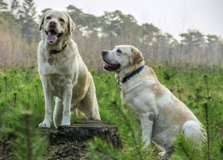 Британские ученые выяснили, какие породы собак живут дольше всего