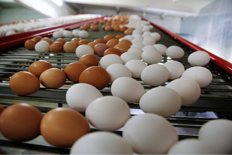 РЭО: виновника свалки из куриных яиц под Омском могут оштрафовать на ₽400 тыс.