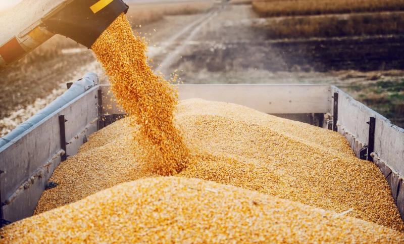 Экспортные цены на пшеницу из России достигли 201 доллара за тонну