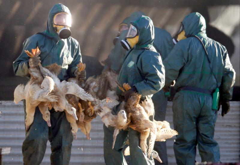 Больные чайки могут распространить в Нижнем Новгороде птичий грипп