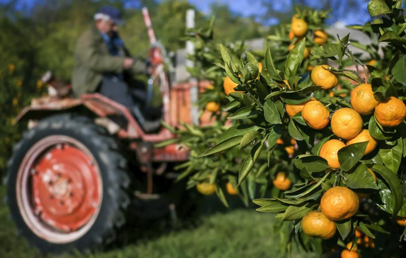 Цены на фьючерсы на апельсиновый сок увеличились на 78% за год из-за плохого урожая в… 