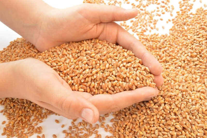 Россия обсуждает ограничения на экспорт зерна