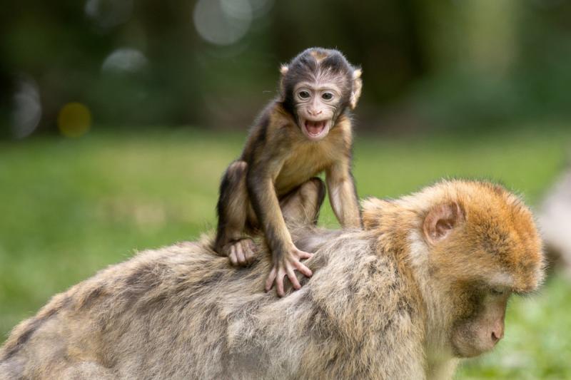 Китайские ученые вывели обезьяну-мутанта