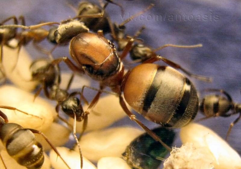Завезенные в Африку муравьи начали разрушать всю местную экосистему