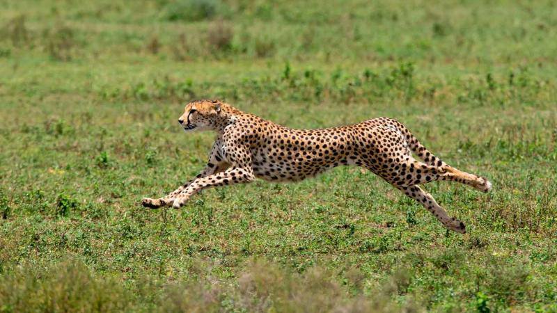 В Nature Communications объяснили быструю скорость гепардов