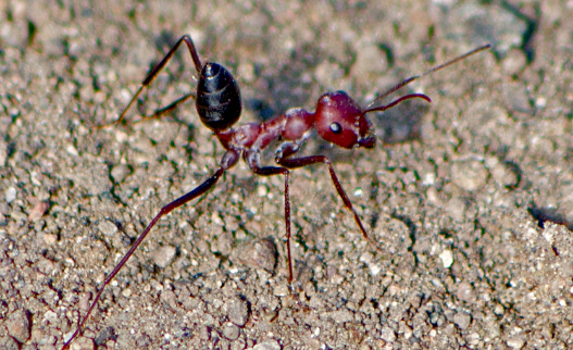 В Индии ученые открыли вид нового муравья