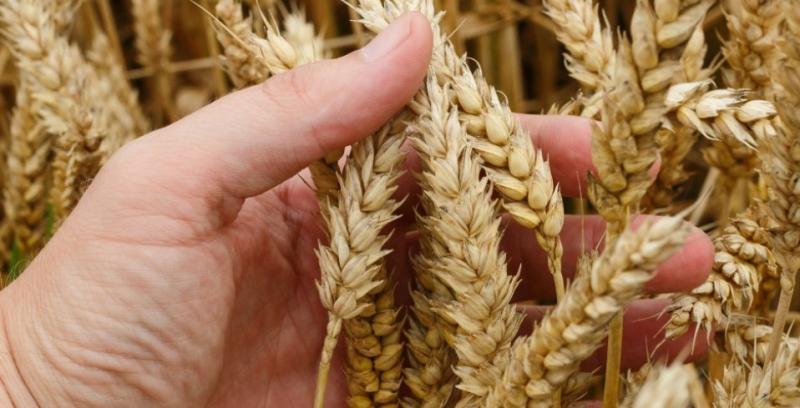 Экспорт украинской пшеницы резко снизился до минимума с июля 2023… 