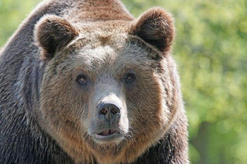 В Приморье медведь атаковал дачный дом, убив двоих… 