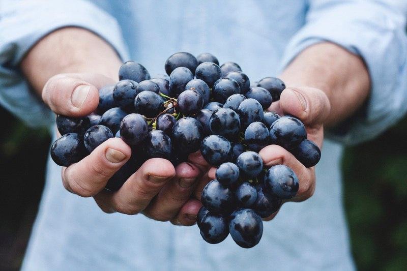 Доктор Пеццуто утверждает, что виноград продлевает жизнь на 5 лет