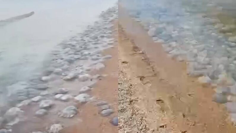 В Краснодарском крае побережье Азовского моря заполонили тысячи медуз