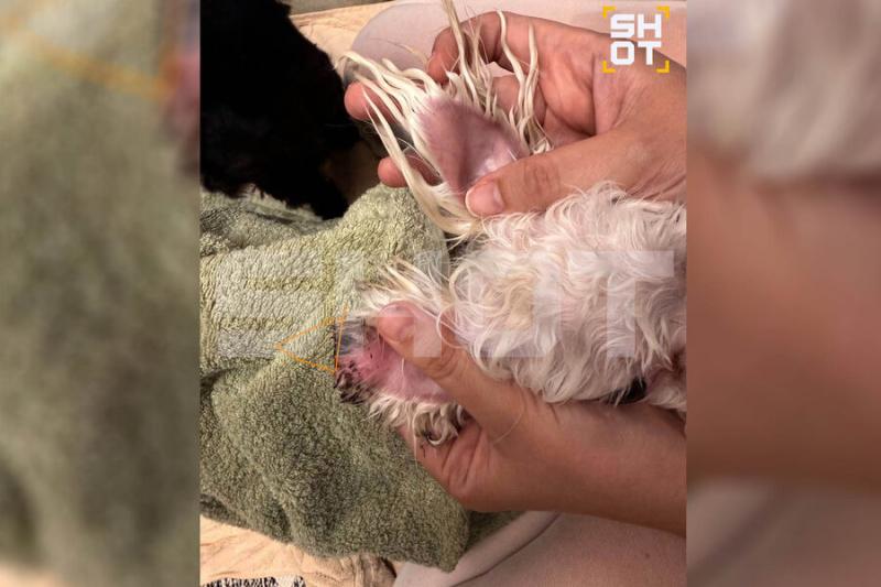 Мальтийская болонка потеряла часть уха во время груминга в московском салоне