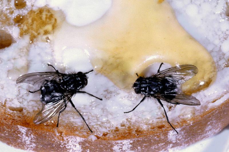 Science: впервые передано поведение от одного вида дрозофил к другому