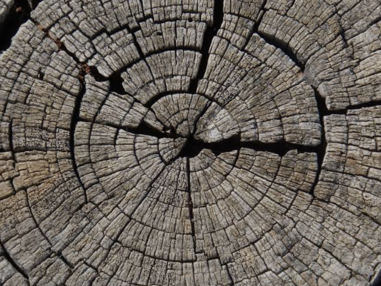 В Ленобласти нашли окаменевший пень возрастом около 385 млн лет