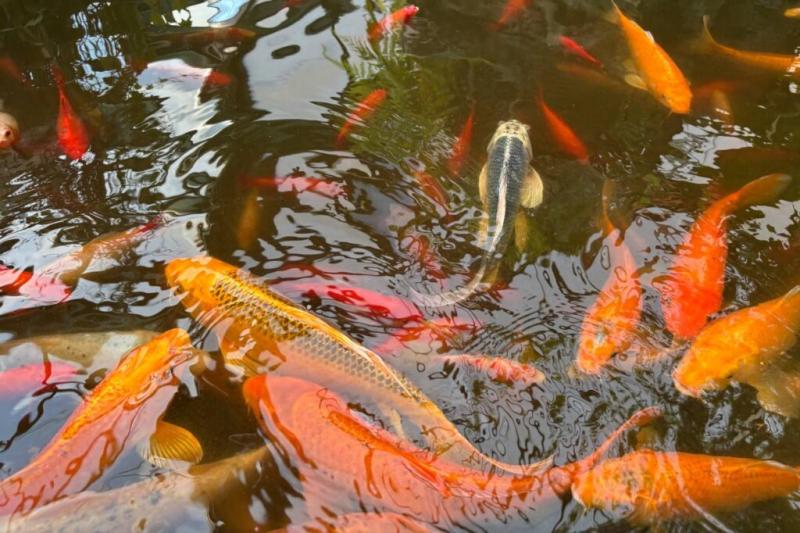 В Боливии удалось найти "вымерших" рыб