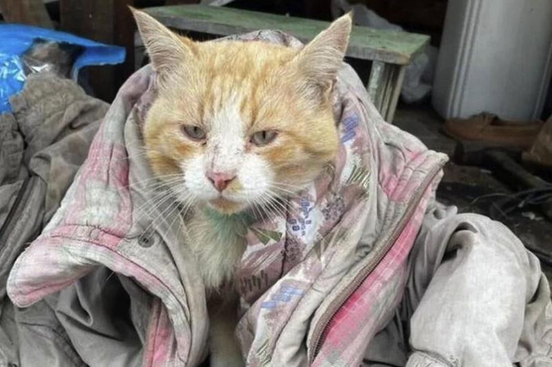 Раненого бездомного кота из Екатеринбурга оценили в 700 тысяч рублей