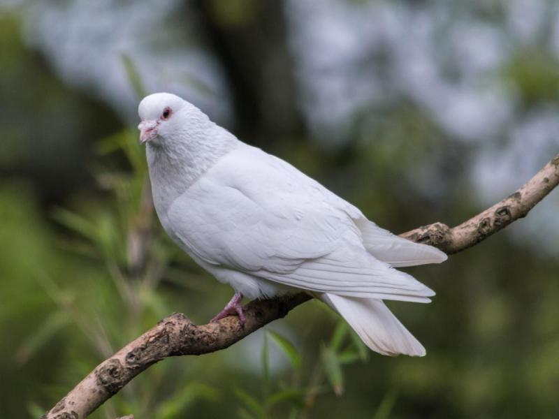 В России впервые показали голубей-биодронов