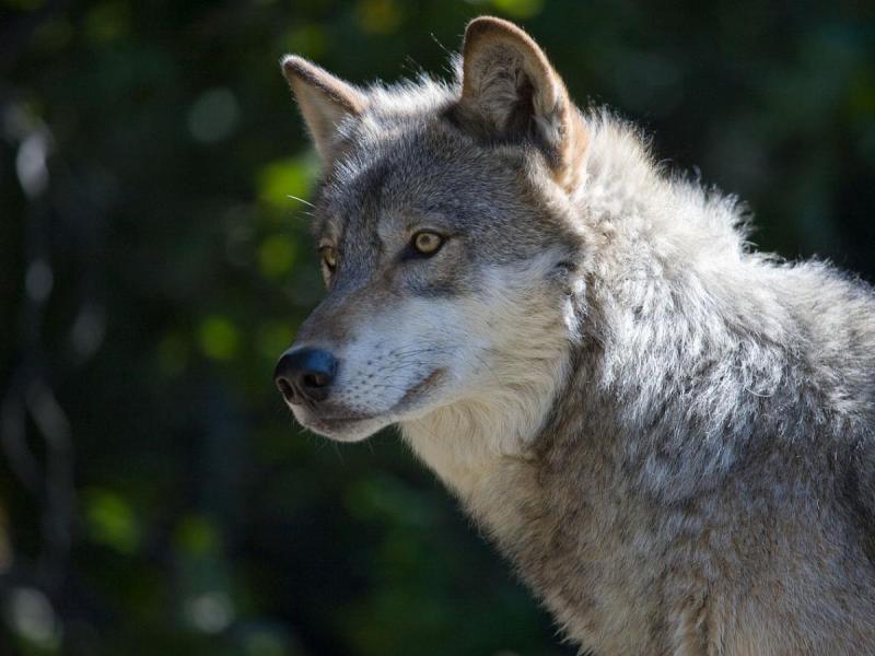 Умные животные обошли людей и начали похищать улов из расставленных сетей