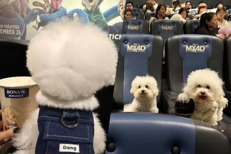 В Китае устроили показы мультфильма «Зверополис-2» для собак и их хозяев