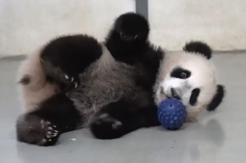 Япония из-за обострения отношений с КНР впервые с 1972 года останется без панд