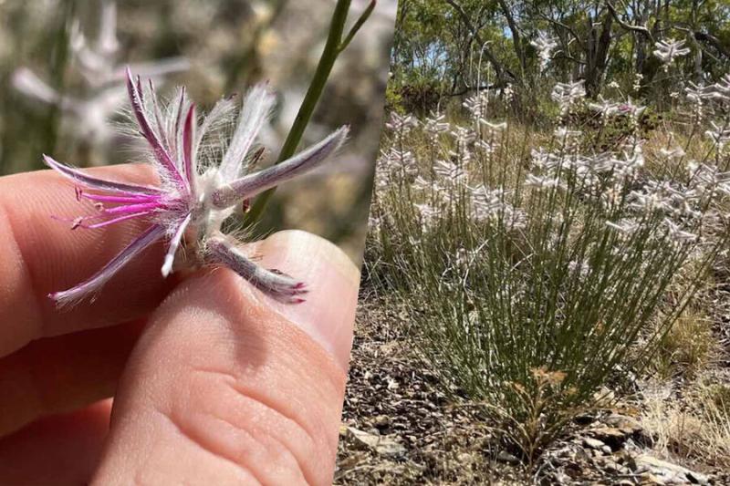 Австралийский садовод нашел растение, считавшееся вымершим 60 лет