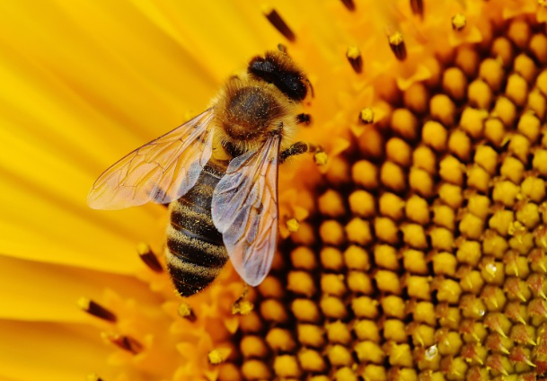 Уменьшение численности пчел в Ростовской области вызывает тревогу у пчеловодов