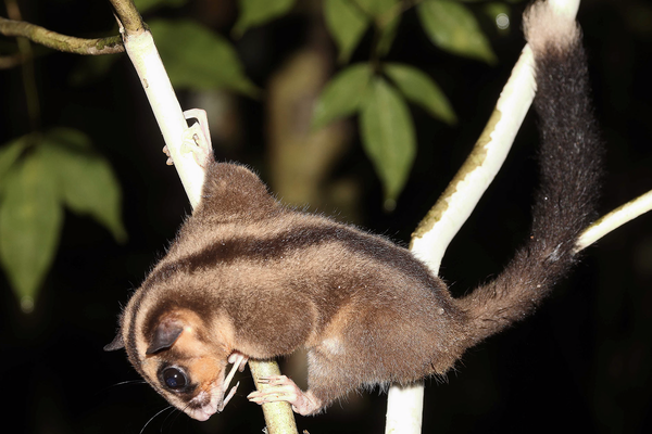 В Новой Гвинее обнаружены два вида опоссумов, считавшихся вымершими 6000 лет назад