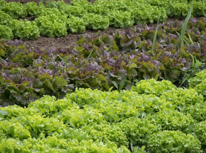 Эксперт Чаплин назвал сроки посадок и работ на даче в апреле