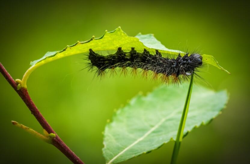 Россиянка на Бали столкнулась с болезненной реакцией после контакта с гусеницей