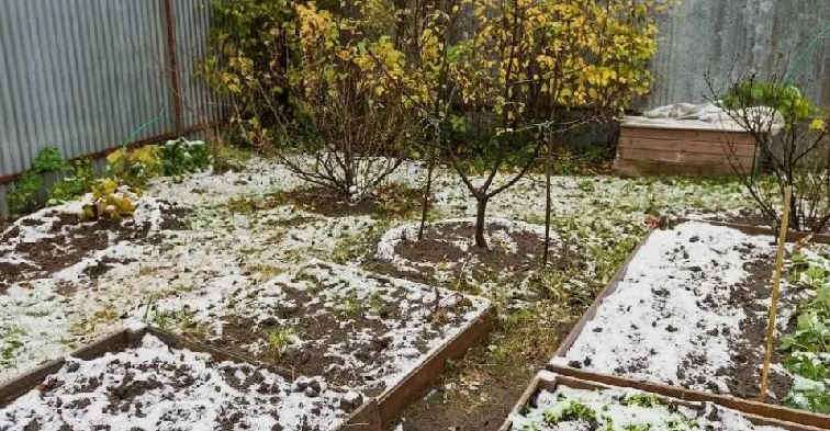 Садовод рассказала, как защитить сад от ночных заморозков