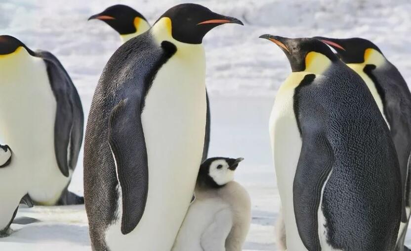 Императорские пингвины признаны вымирающим видом